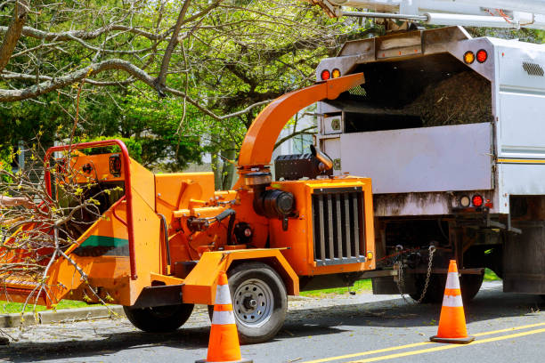 How Our Tree Care Process Works  in  Port Angeles, WA